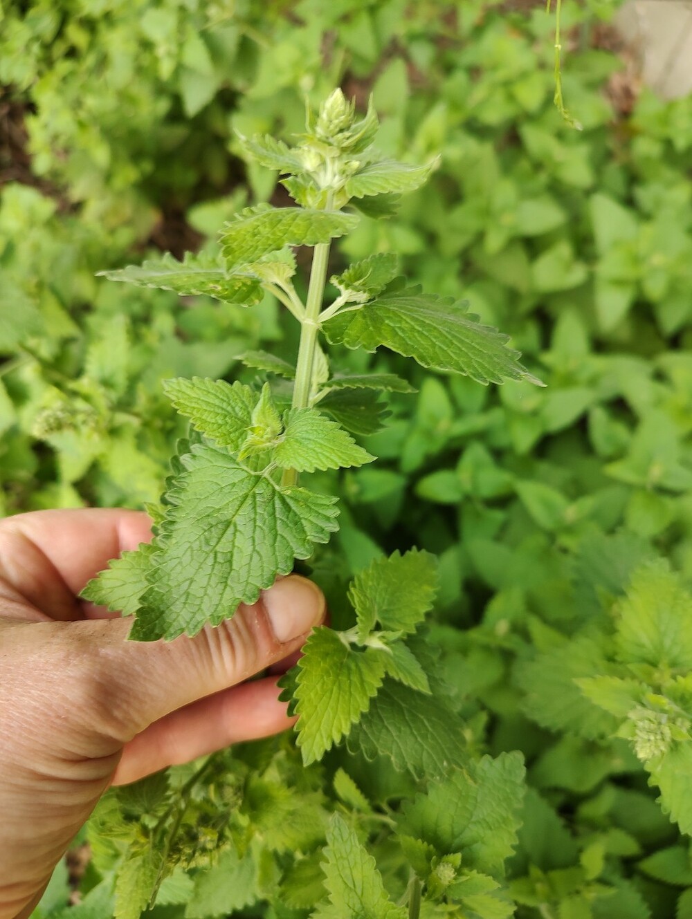 Organic Mature Homegrown Catnip